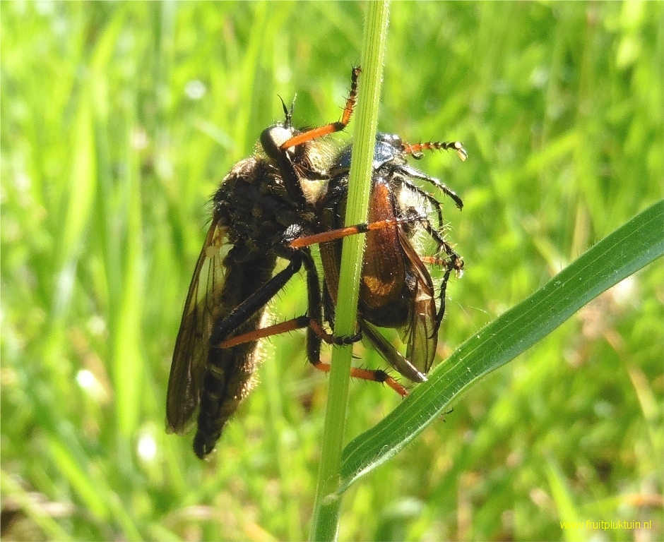 Natuurlijke bestrijder de Roofvlieg 25/05/2017